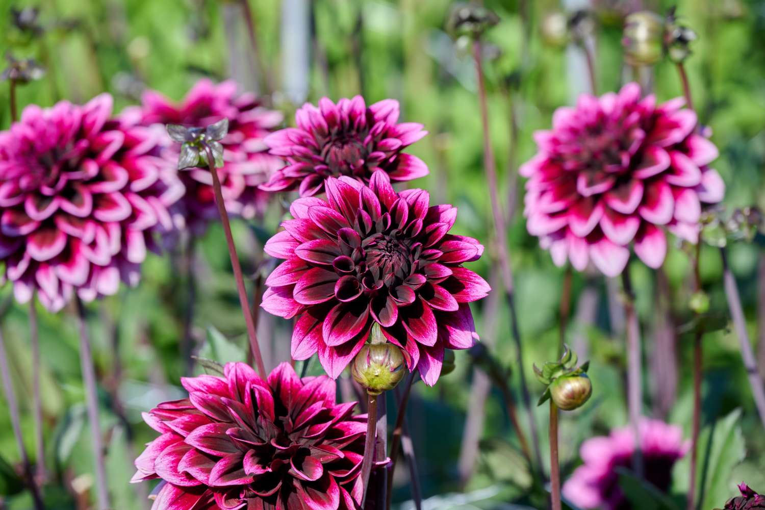 Dahlie ‘Davina Michelle’ - Dahlia